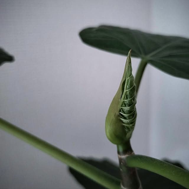 tamaさんの実例写真