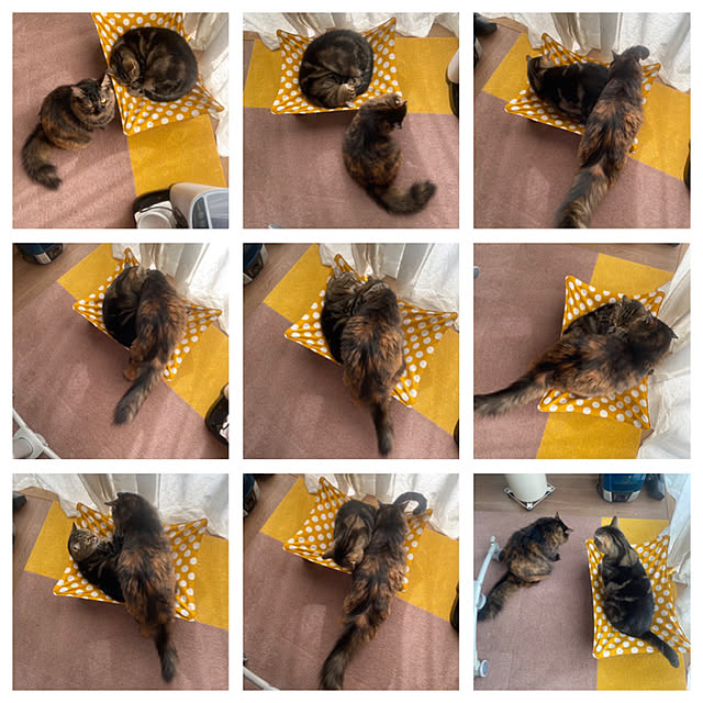 mikomaruさんの実例写真