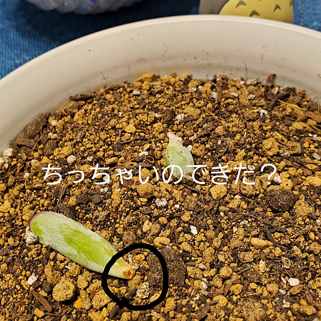 totoroさんの実例写真
