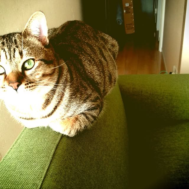 momoさんの実例写真