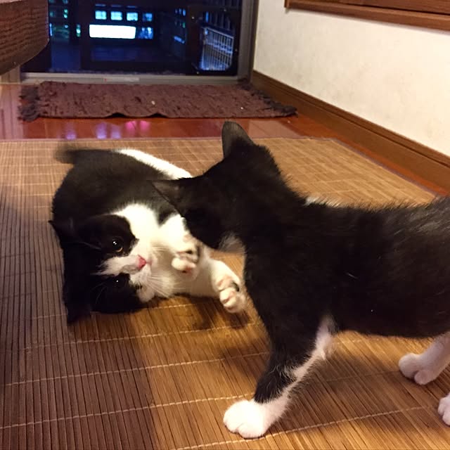 butachanさんの実例写真