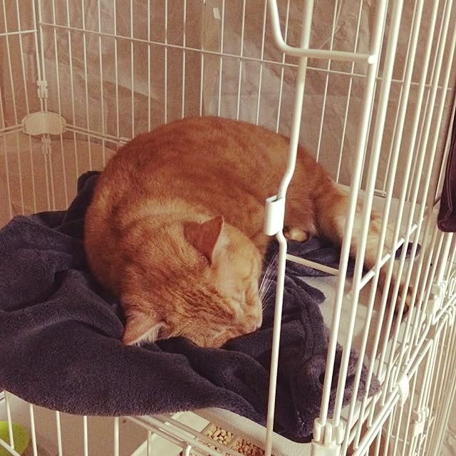 chiimalさんの実例写真