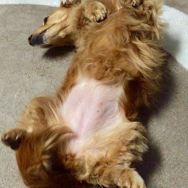 sakuさんの実例写真