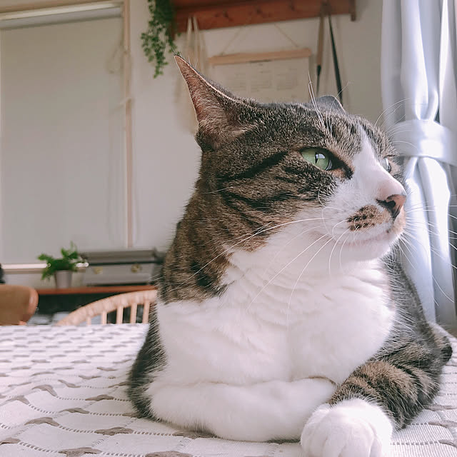 milkcocoaさんの実例写真