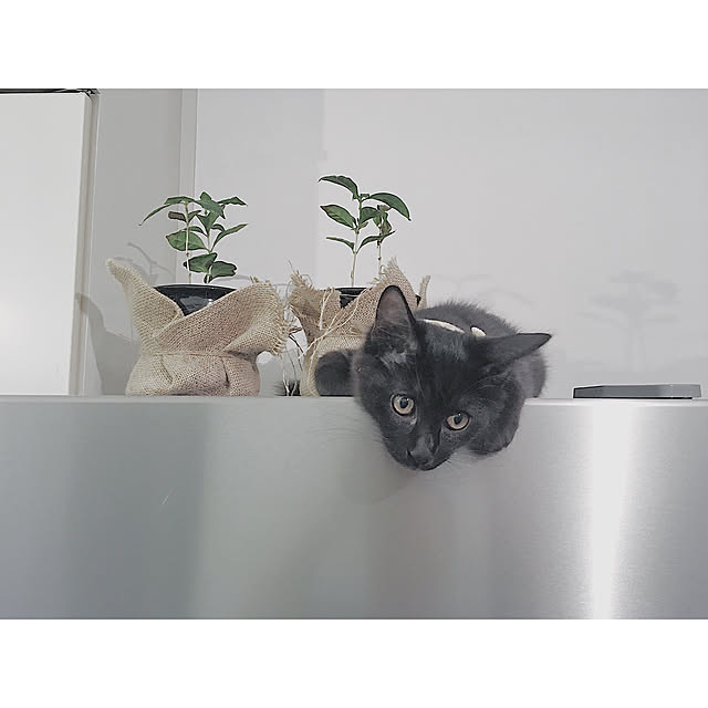 SHIOKONBUさんの実例写真