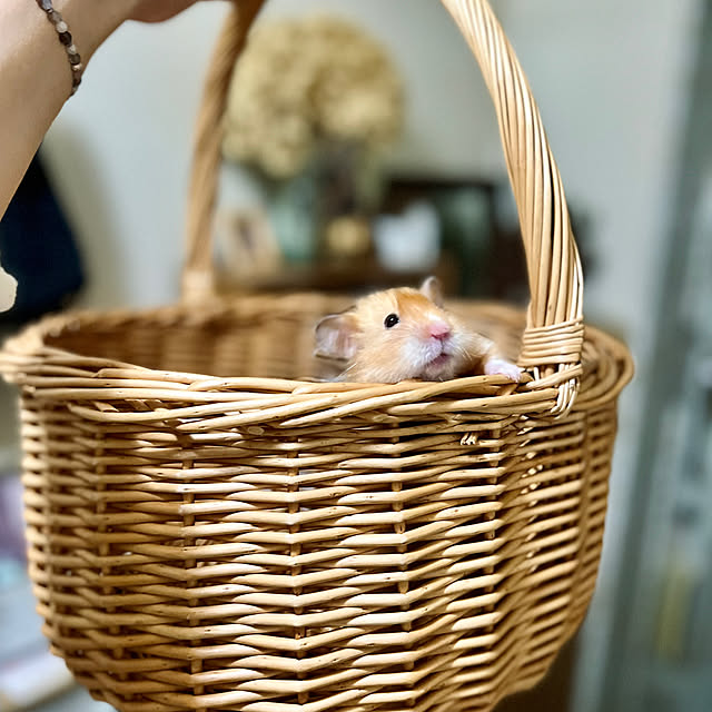 Ceylon＆Assam/ハムスター飼ってます◡̈♥︎/スリッパ入れ/ダイソー/かご・バスケット...などのインテリア実例 - 2024-03-12 01:31:30