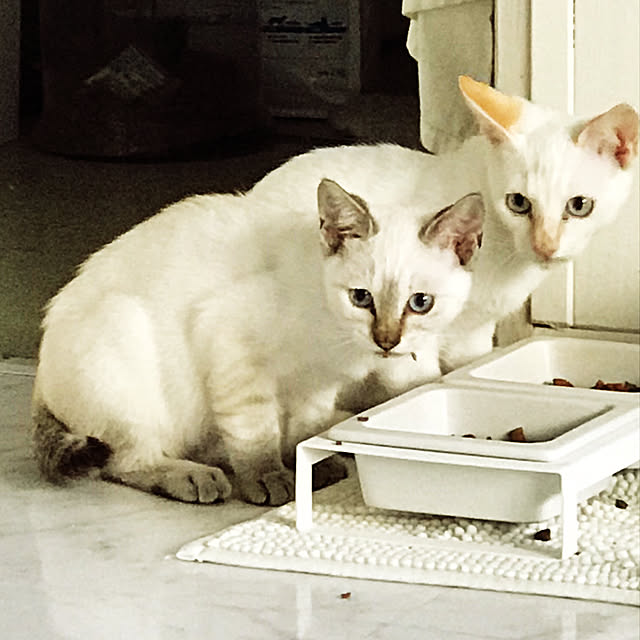 gingerwynksさんの実例写真