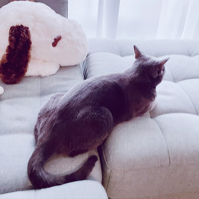 snoopyさんの実例写真