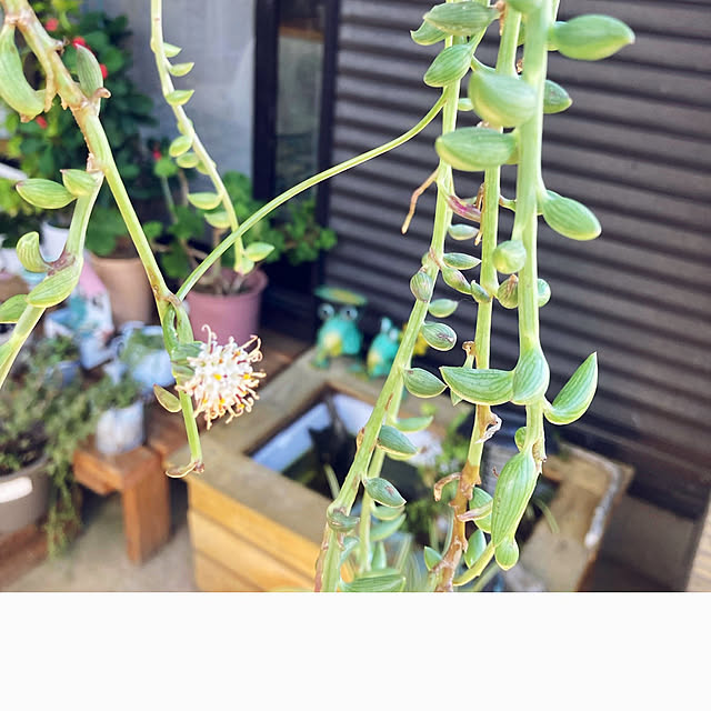 CoCo0617さんの部屋