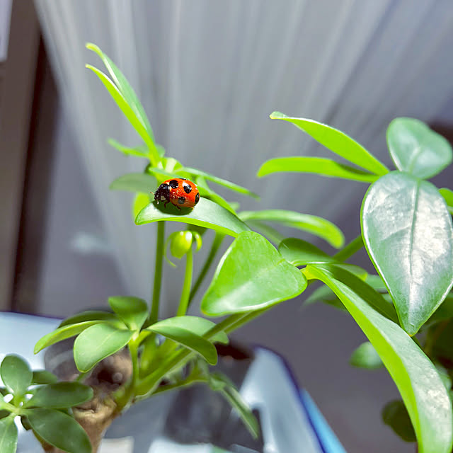 机/ナナホシテントウ虫/昆虫/穏やかに過ごせる幸せ/ゆとりある空間...などのインテリア実例 - 2018-05-05 13:08:32