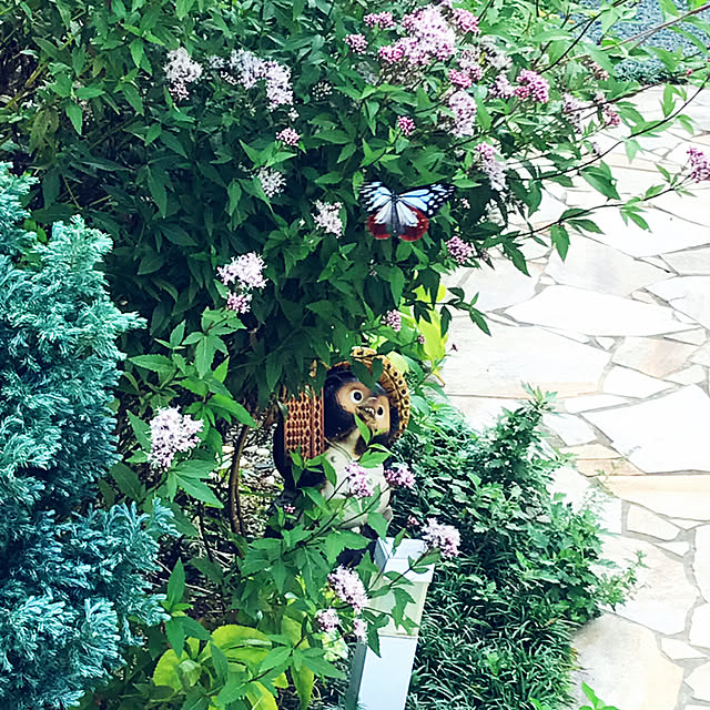 portulacaさんの実例写真