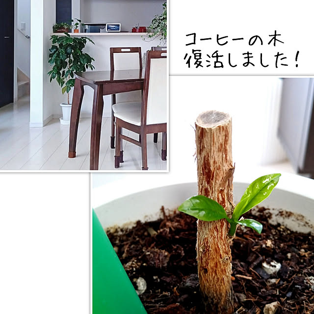 aquaさんの実例写真