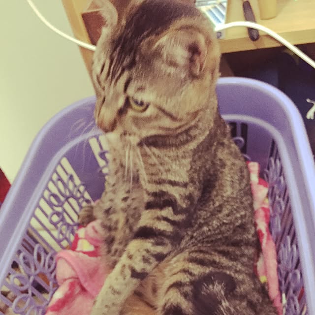kyokomkさんの実例写真