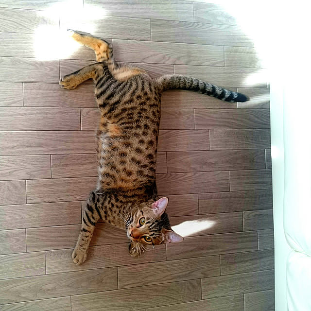 ken.kawakamiさんの実例写真
