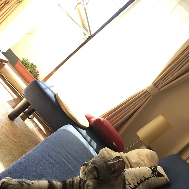 syuririnさんの実例写真