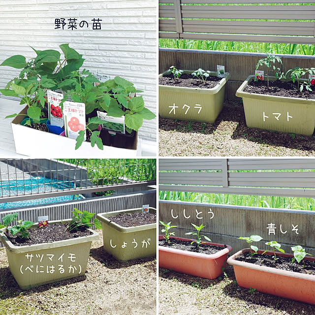 mangoさんの部屋