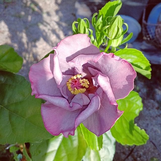 min_nimさんの実例写真