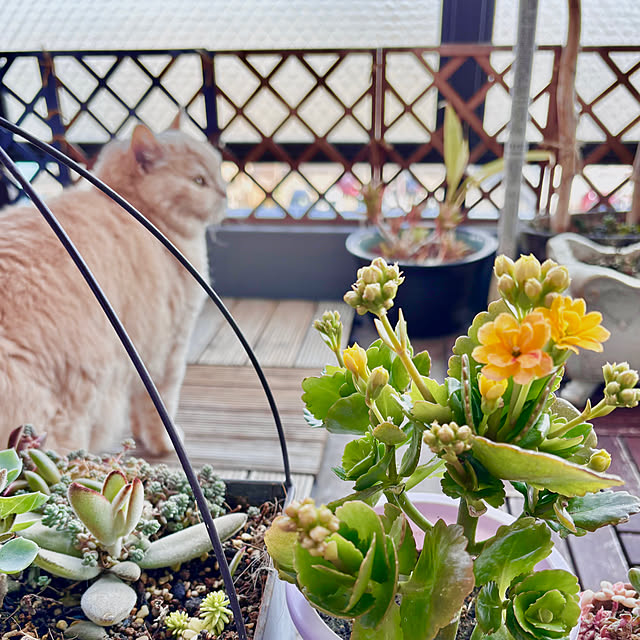 naokoさんの部屋