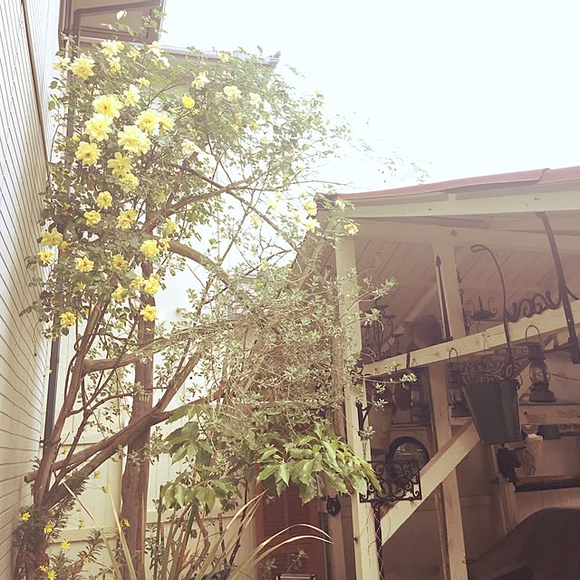 takemoさんの実例写真