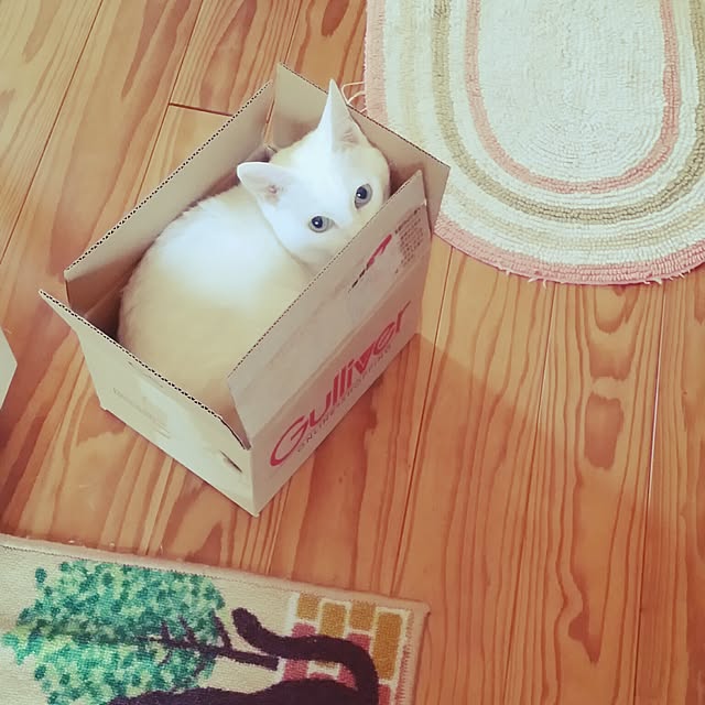 morokyuさんの実例写真