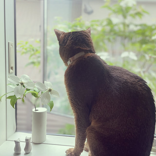 sakineko528さんの実例写真