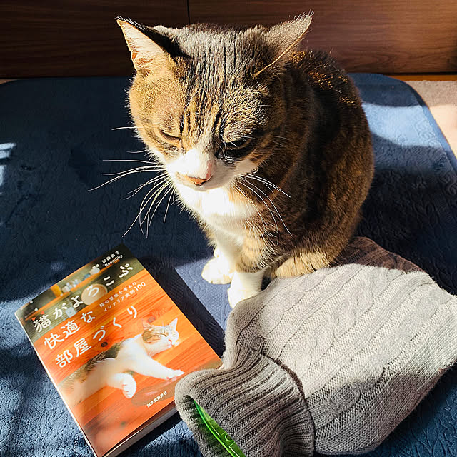 simayaさんの実例写真