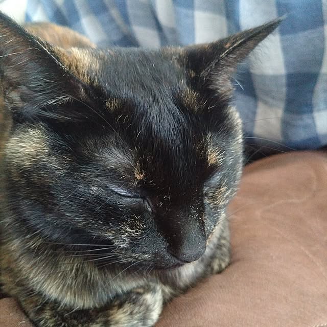 mamekoさんの部屋