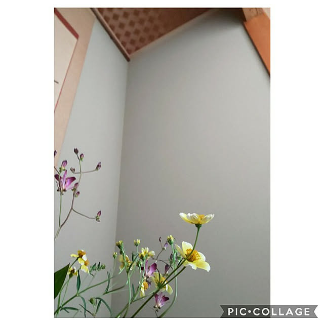 JUDYさんの実例写真