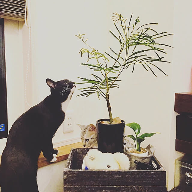 pepperさんの実例写真