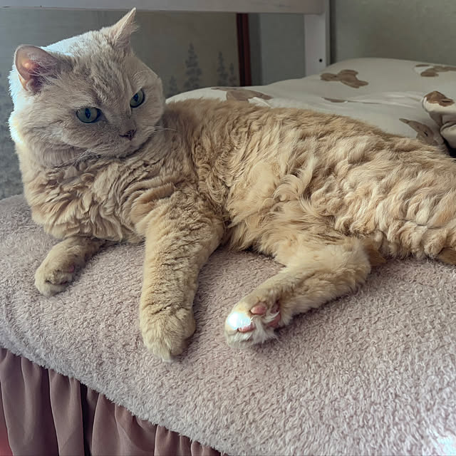 naokoさんの実例写真