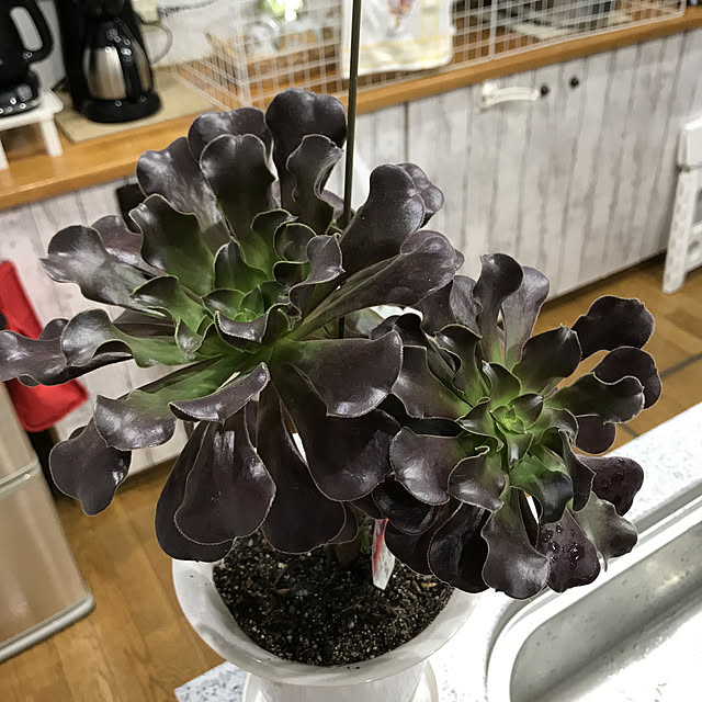 daikichiさんの実例写真