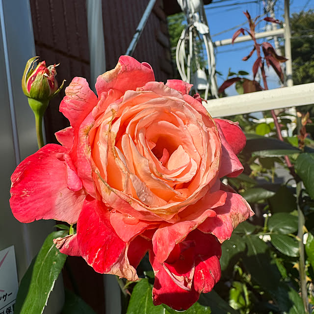 RoseLife5818さんの部屋