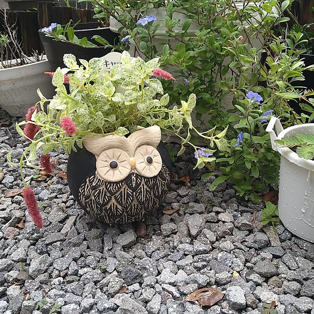 kiyohima229さんの実例写真