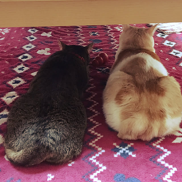 jaja.mamepukuさんの実例写真