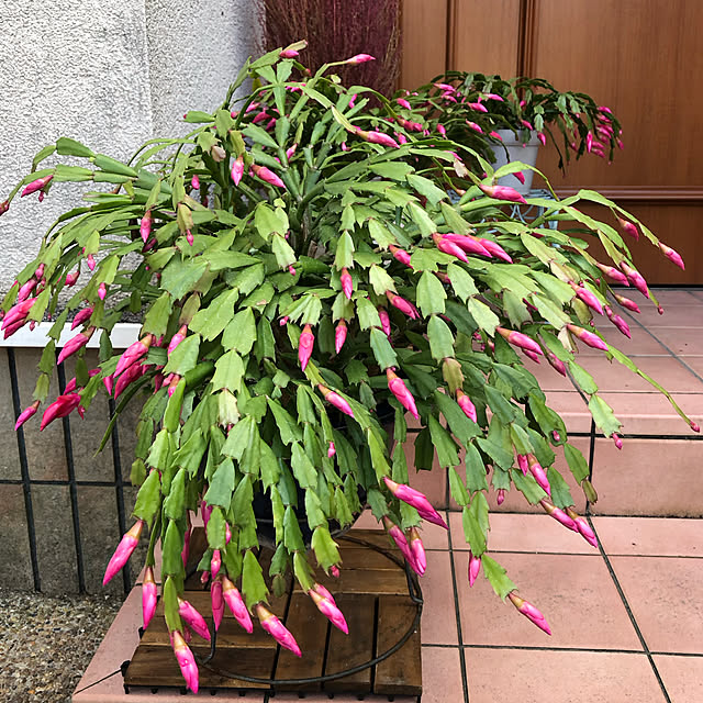 fumikoiさんの実例写真