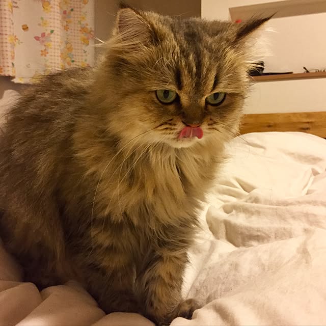 butachanさんの実例写真