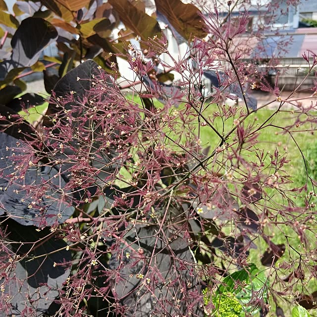 murasaki808さんの実例写真