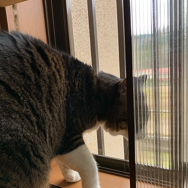 simayaさんの実例写真