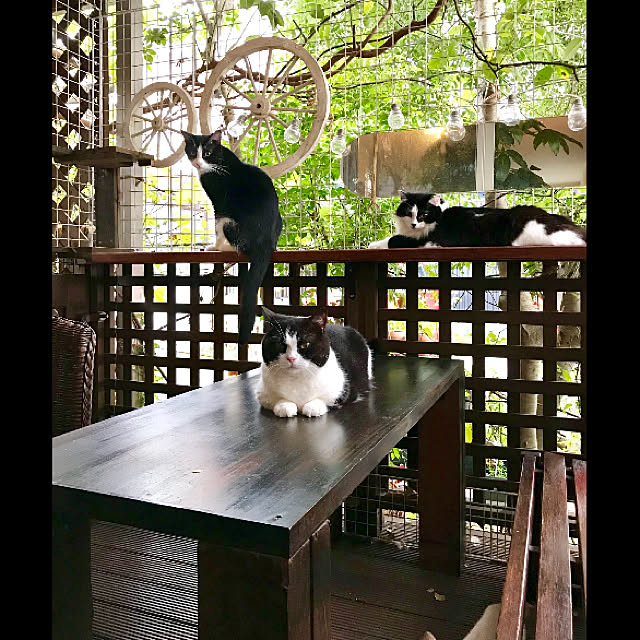 butachanさんの実例写真