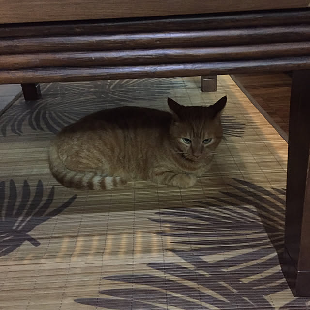 sleptcatさんの実例写真