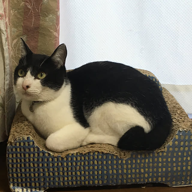 chiisoftさんの実例写真