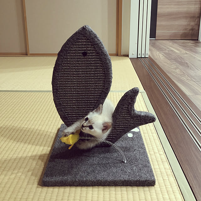 kuruさんの実例写真