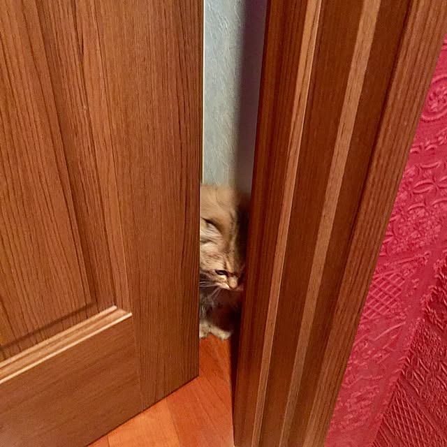 butachanさんの実例写真