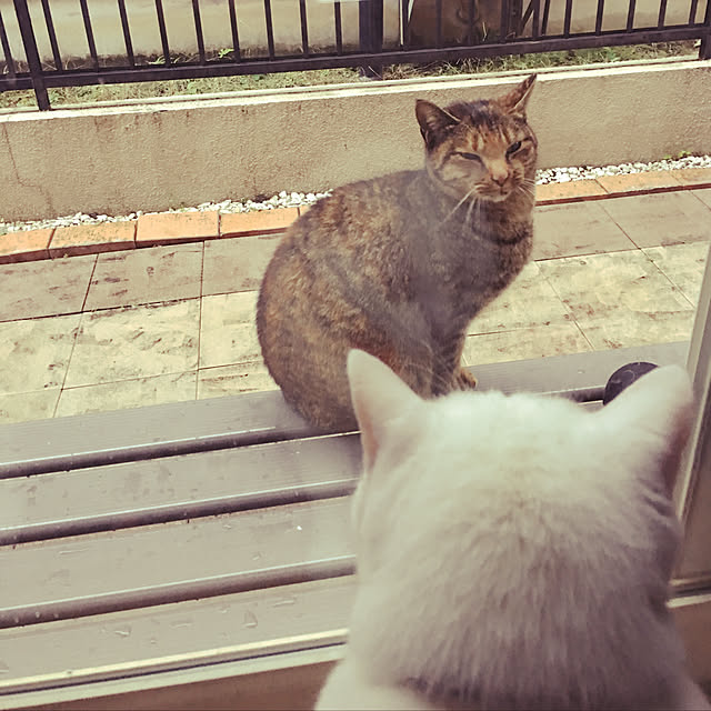 tekokaasanさんの実例写真