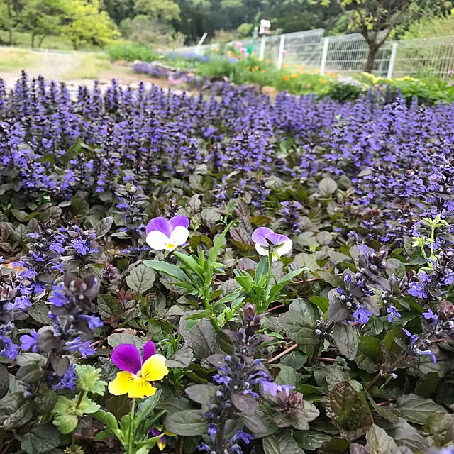 pepeさんの実例写真
