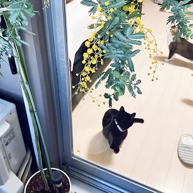 nekomiさんの実例写真
