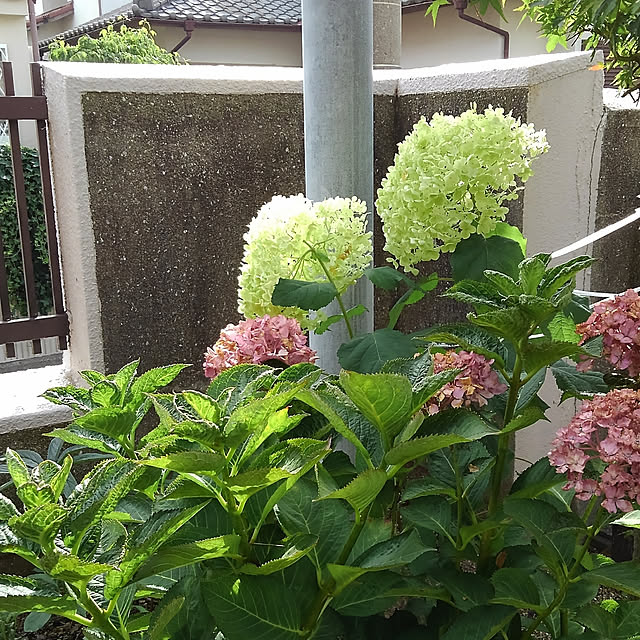 Renさんの実例写真