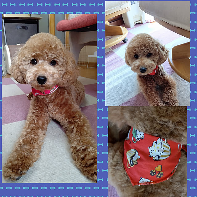 yumirinさんの実例写真