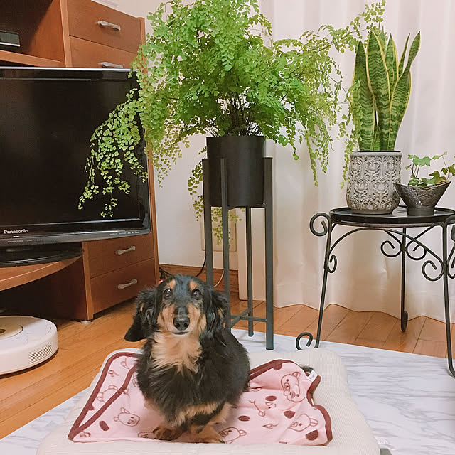 Tupemamaさんの実例写真