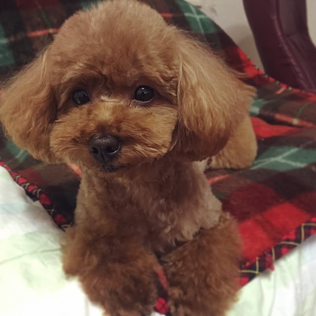 ayumoco725さんの実例写真